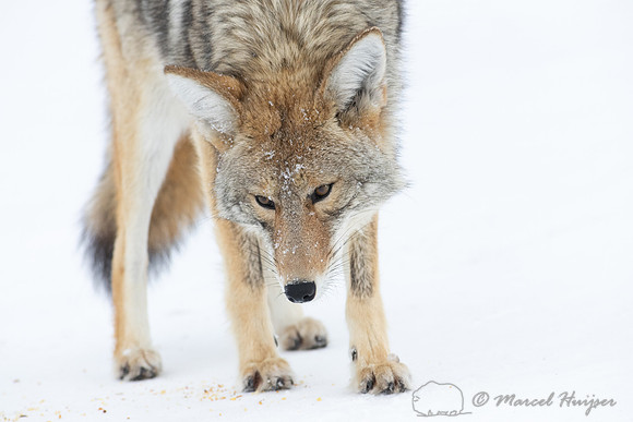 Coyote (Canis latrans) in the snow, Yellowstone National Park, W