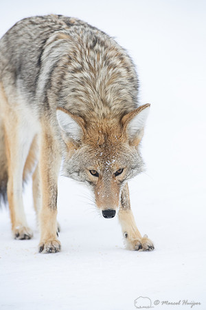 Coyote (Canis latrans) in the snow, Yellowstone National Park, W