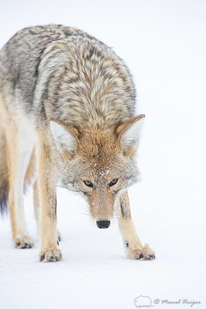 Coyote (Canis latrans) in the snow, Yellowstone National Park, W
