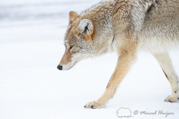 Coyote (Canis latrans) in the snow, Yellowstone National Park, W