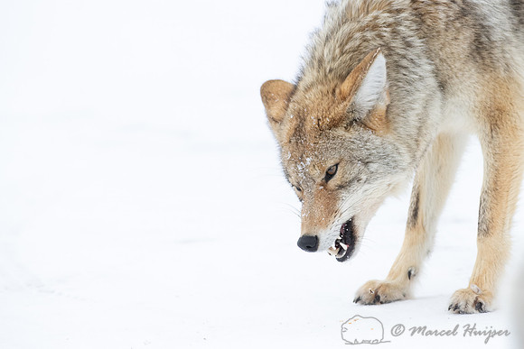 Coyote (Canis latrans) in the snow, Yellowstone National Park, W
