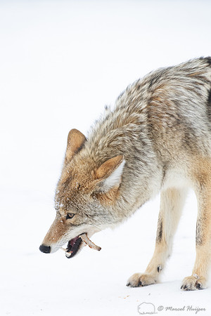 Coyote (Canis latrans) in the snow, Yellowstone National Park, W