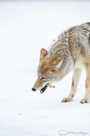 Coyote (Canis latrans) in the snow, Yellowstone National Park, W
