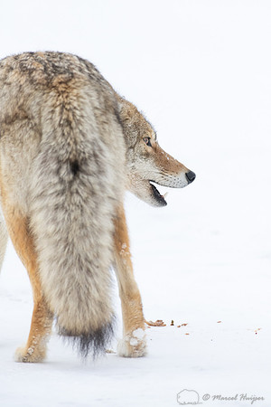 Coyote (Canis latrans) in the snow, Yellowstone National Park, W