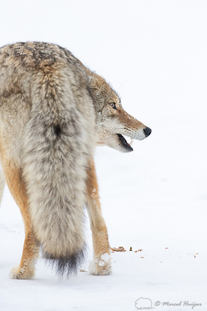 Coyote (Canis latrans) in the snow, Yellowstone National Park, W