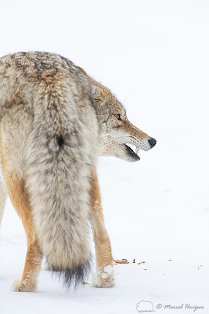 Coyote (Canis latrans) in the snow, Yellowstone National Park, W