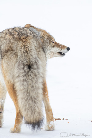 Coyote (Canis latrans) in the snow, Yellowstone National Park, W
