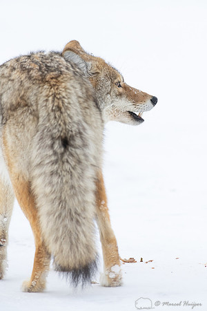 Coyote (Canis latrans) in the snow, Yellowstone National Park, W