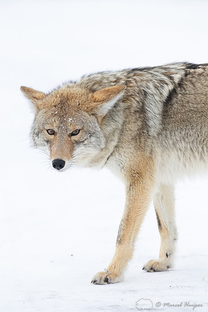 Coyote (Canis latrans) in the snow, Yellowstone National Park, W