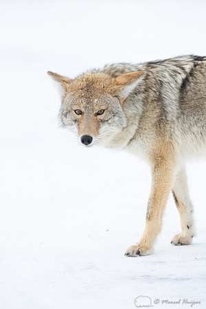 Coyote (Canis latrans) in the snow, Yellowstone National Park, W