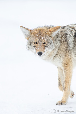 Coyote (Canis latrans) in the snow, Yellowstone National Park, W