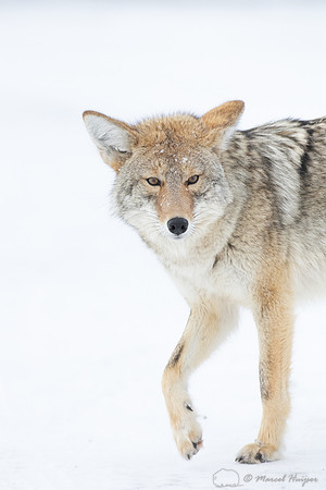 Coyote (Canis latrans) in the snow, Yellowstone National Park, W