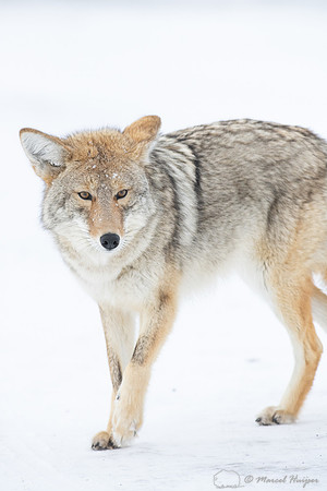 Coyote (Canis latrans) in the snow, Yellowstone National Park, W