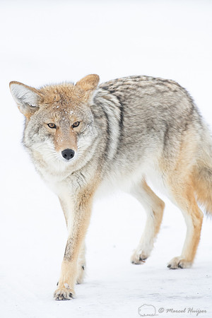 Coyote (Canis latrans) in the snow, Yellowstone National Park, W