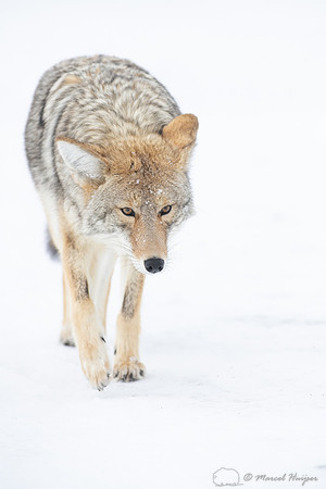 Coyote (Canis latrans) in the snow, Yellowstone National Park, W