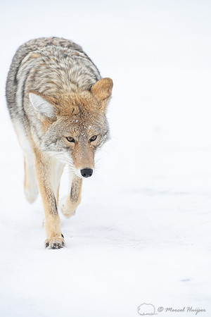 Coyote (Canis latrans) in the snow, Yellowstone National Park, W