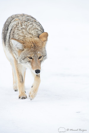 Coyote (Canis latrans) in the snow, Yellowstone National Park, W