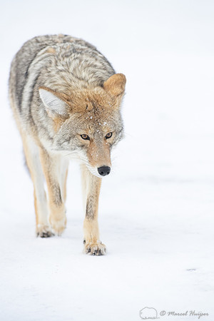 Coyote (Canis latrans) in the snow, Yellowstone National Park, W