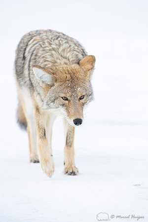 Coyote (Canis latrans) in the snow, Yellowstone National Park, W
