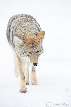Coyote (Canis latrans) in the snow, Yellowstone National Park, W
