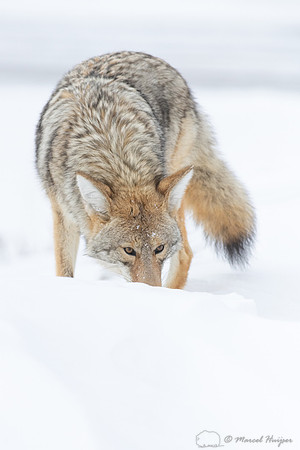 Coyote (Canis latrans) in the snow, Yellowstone National Park, W