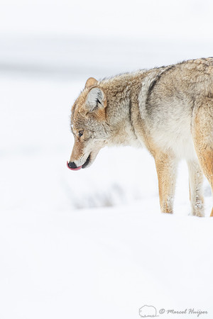 Coyote (Canis latrans) in the snow, Yellowstone National Park, W