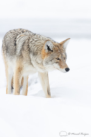 Coyote (Canis latrans) in the snow, Yellowstone National Park, W