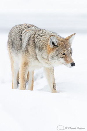 Coyote (Canis latrans) in the snow, Yellowstone National Park, W