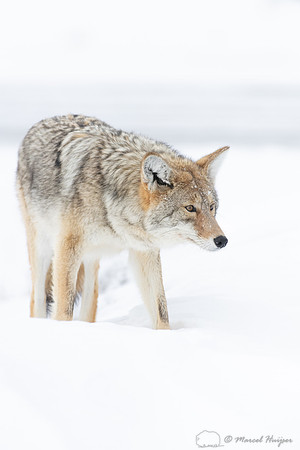 Coyote (Canis latrans) in the snow, Yellowstone National Park, W