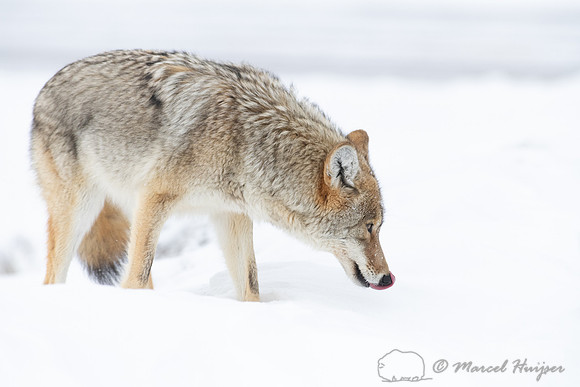 Coyote (Canis latrans) in the snow, Yellowstone National Park, W