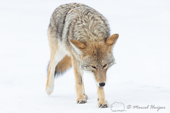 Coyote (Canis latrans) in the snow, Yellowstone National Park, W