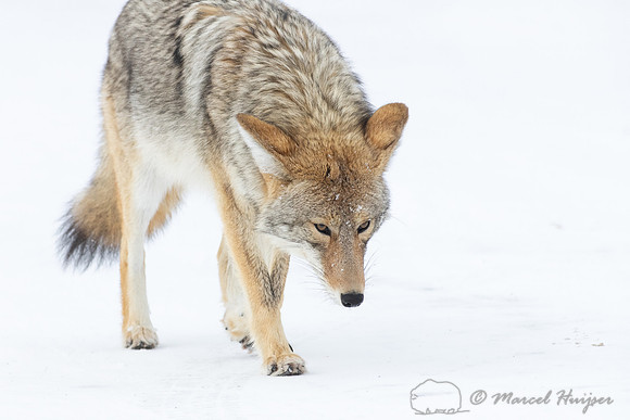 Coyote (Canis latrans) in the snow, Yellowstone National Park, W