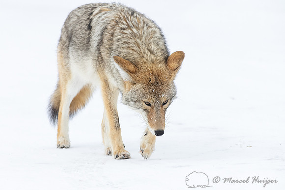 Coyote (Canis latrans) in the snow, Yellowstone National Park, W