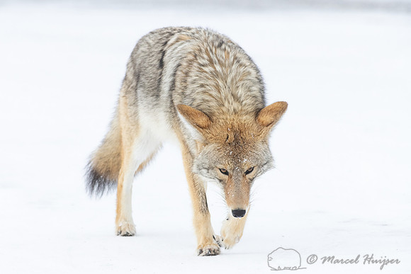 Coyote (Canis latrans) in the snow, Yellowstone National Park, W