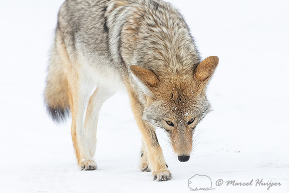 Coyote (Canis latrans) in the snow, Yellowstone National Park, W