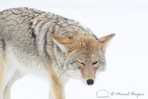 Coyote (Canis latrans) in the snow, Yellowstone National Park, W