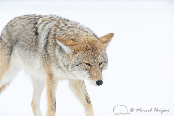 Coyote (Canis latrans) in the snow, Yellowstone National Park, W