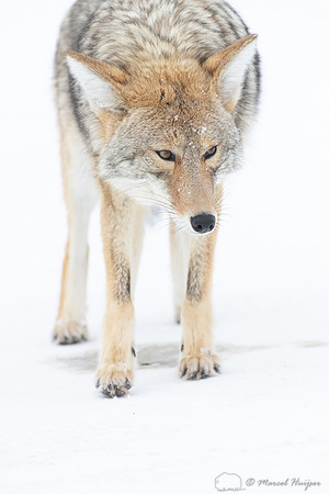 Coyote (Canis latrans) in the snow, Yellowstone National Park, W