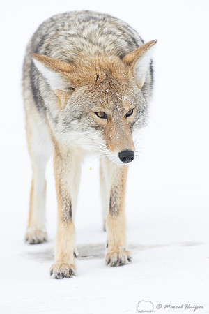 Coyote (Canis latrans) in the snow, Yellowstone National Park, W