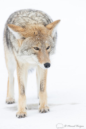 Coyote (Canis latrans) in the snow, Yellowstone National Park, W