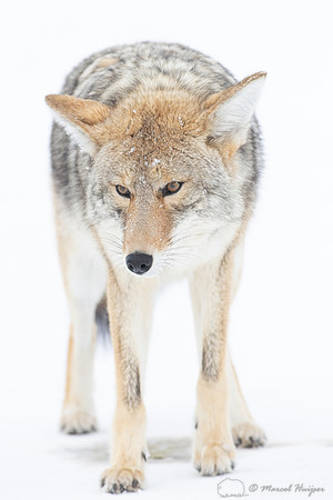 Coyote (Canis latrans) in the snow, Yellowstone National Park, W