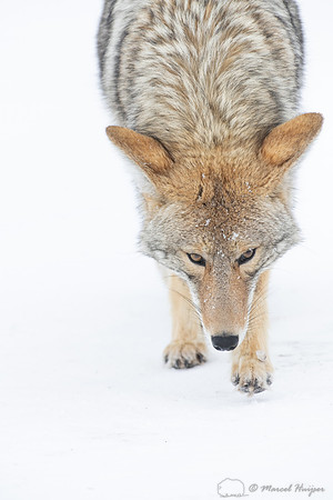 Coyote (Canis latrans) in the snow, Yellowstone National Park, W