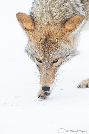 Coyote (Canis latrans) in the snow, Yellowstone National Park, W