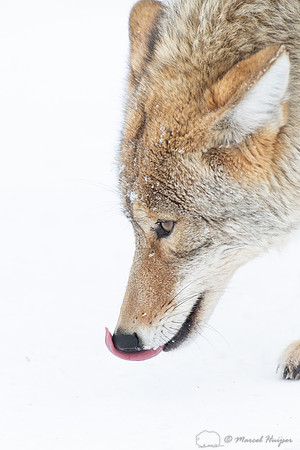 Coyote (Canis latrans) in the snow, Yellowstone National Park, W