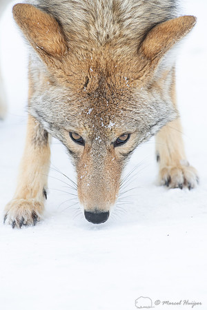 Coyote (Canis latrans) in the snow, Yellowstone National Park, W