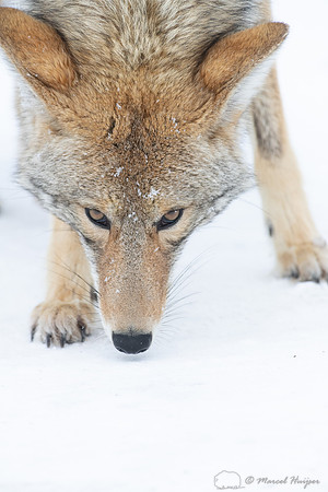 Coyote (Canis latrans) in the snow, Yellowstone National Park, W