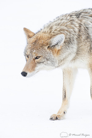 Coyote (Canis latrans) in the snow, Yellowstone National Park, W