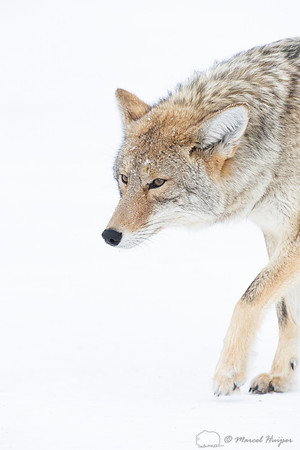 Coyote (Canis latrans) in the snow, Yellowstone National Park, W