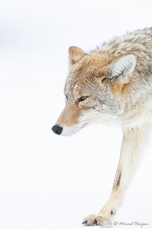 Coyote (Canis latrans) in the snow, Yellowstone National Park, W