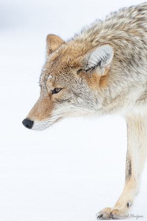 Coyote (Canis latrans) in the snow, Yellowstone National Park, W